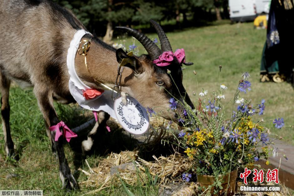 立陶宛田径选手在决赛中一路领先的简单介绍 立陶宛田径选手在决赛中一路领先的简单介绍